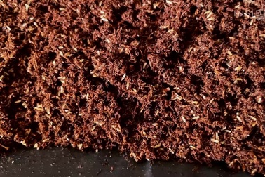 Mục sở thị trang trại nuôi dế lớn nhất thế giới thu hoạch 50 triệu con/tuần