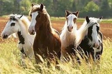 1001 thắc mắc: Loài ngựa nhỏ nhất thế giới sống ở đâu?