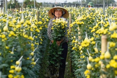 Người dân "ăn ngủ" cùng hoa ngày cận Tết