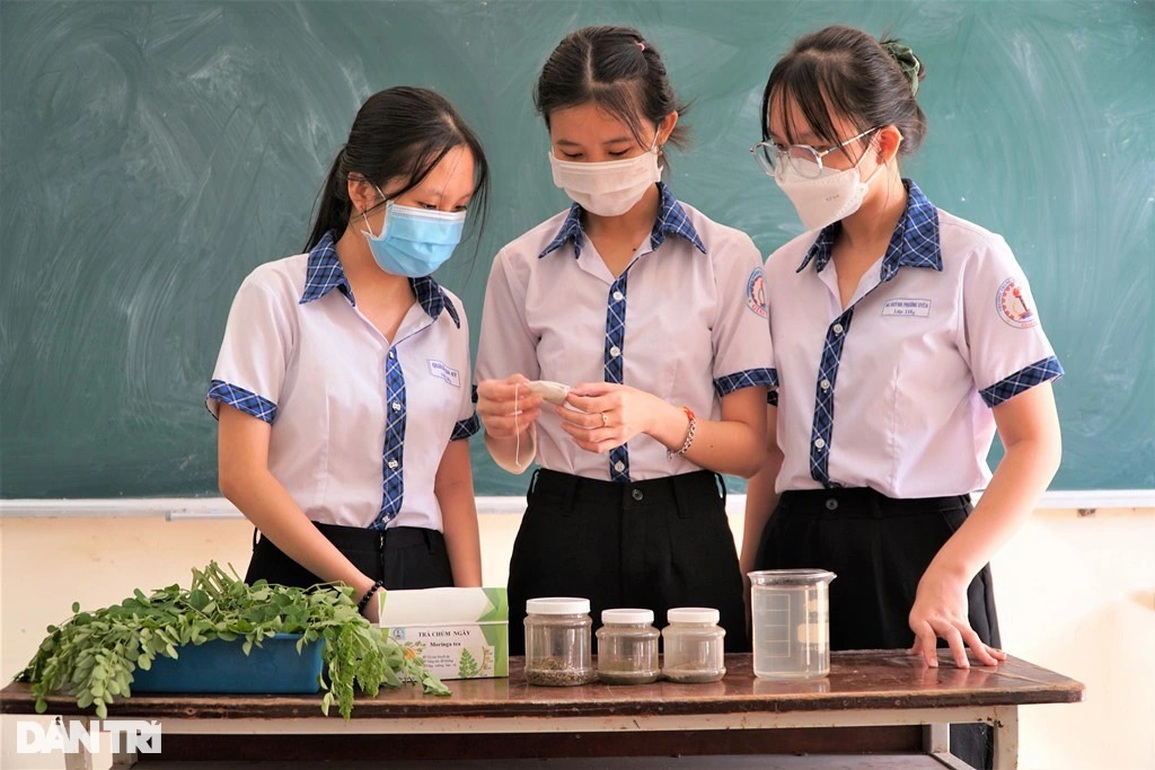 Lá chùm ngây được nhóm học sinh Cần Thơ biến thành trà túi lọc - 2 Lá chùm ngây được nhóm học sinh Cần Thơ biến thành trà túi lọc - 2