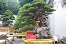 Chiêm ngưỡng cặp sanh cổ “mọc ngược” giá 10 tỷ đồng của nữ đại gia Phú Thọ