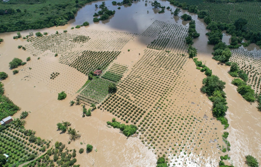 Hàng chục ha thanh long chìm trong biển nước ở Lâm Đồng - 1 Hàng chục ha thanh long chìm trong biển nước ở Lâm Đồng - 1
