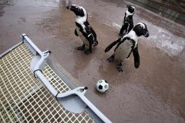 Chim cánh cụt trình diễn khả năng chơi đá bóng tài tình