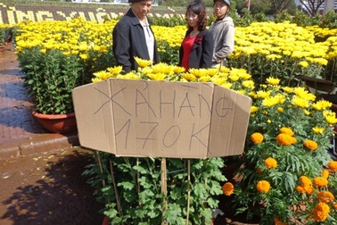 29 Tết, cúc xả hàng, lan đồng giá