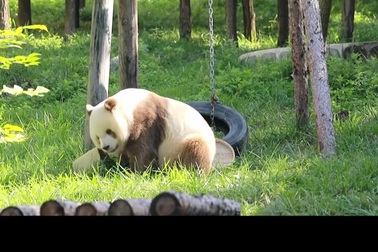 Chú gấu trúc nâu trở thành "ngôi sao" trong vườn thú tại Trung Quốc