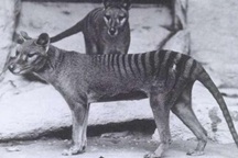 Những hình ảnh cực hiếm cuối cùng của hổ Tasmania