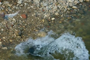 Loài cá "quái vật" dùng râu để phát hiện và ăn thịt chim bồ câu