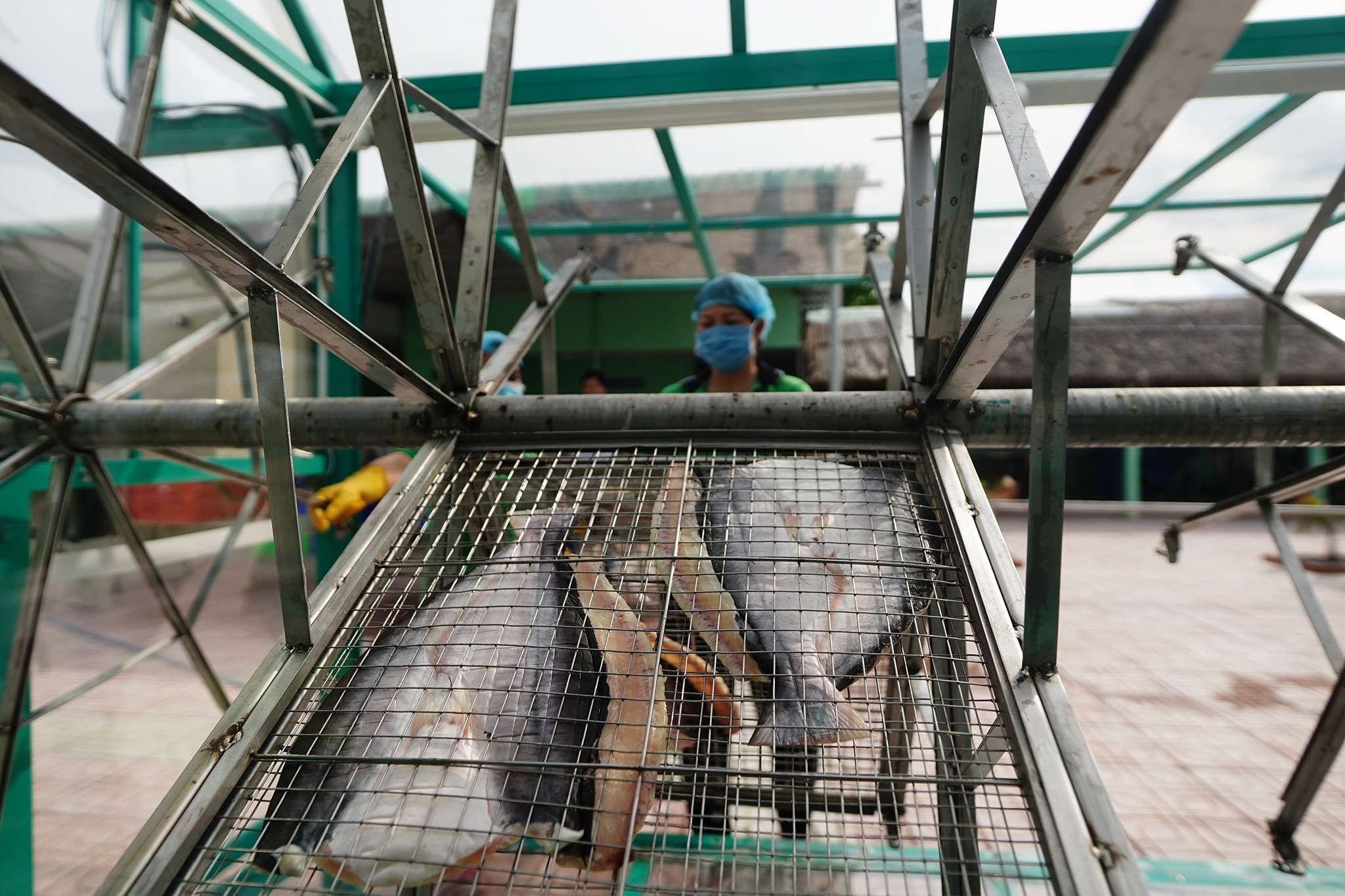 Nông dân đổi đời, thu tiền tỉ mỗi năm nhờ nuôi cá trời cho - 12 Nông dân đổi đời, thu tiền tỉ mỗi năm nhờ nuôi cá trời cho - 12