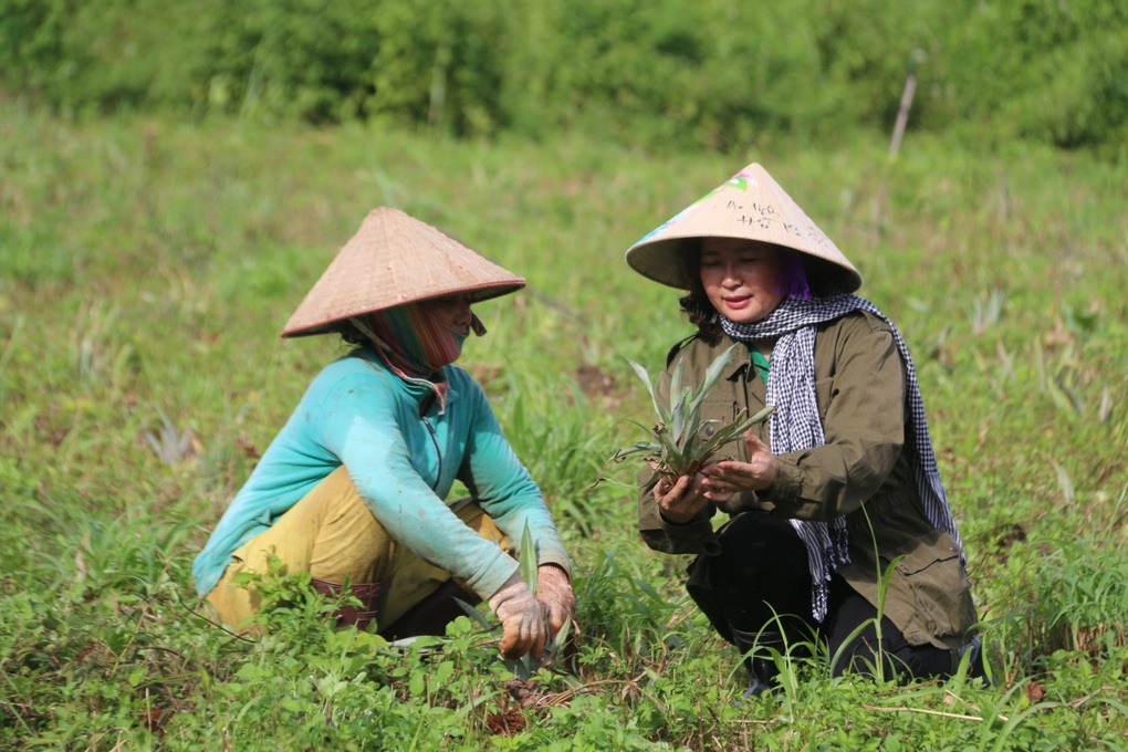 Người phụ nữ 3 năm miệt mài tìm trái ngọt dưới chân núi lửa - 9 Người phụ nữ 3 năm miệt mài tìm trái ngọt dưới chân núi lửa - 9