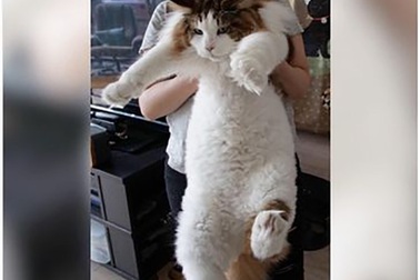 Những động vật “khổng lồ” có thể khiến bạn bị sốc