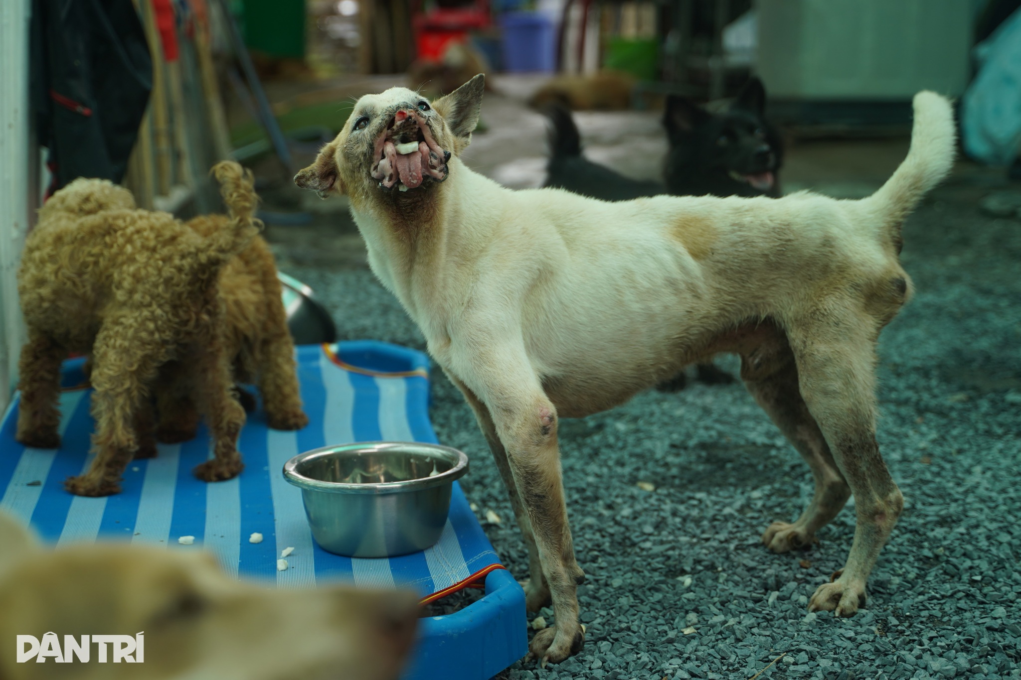 "Lúc tôi cứu bé Côn Đảo về, thật sự là tôi sốc. Em ốm lắm, gầy trơ xương vì mất cả hai hàm, không còn răng nên ăn uống cực kỳ khó khăn, phải chăm sóc đặc biệt từng chút một. Và mình biết, nếu gửi Côn Đảo đi chỗ khác thì khó ai có thể dành toàn bộ thời gian để chăm, vì ai cũng bận. Vậy là tôi nghĩ: hay là mình mở một nơi riêng, vừa cưu mang Côn Đảo, vừa đón thêm vài bé khác mà mình từng cứu", chị Ngân tâm sự.