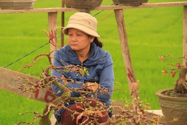 Bình Định: Mai Tết “đắt vườn, ế chợ”