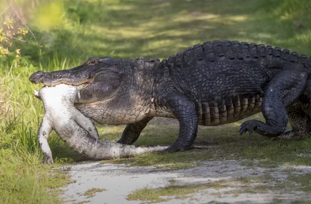 Lạnh gáy chứng kiến cá sấu ăn thịt, nuốt chửng đồng loại trong giây lát - 1