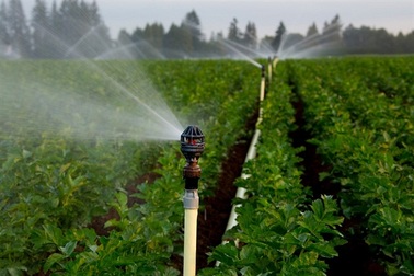 Mô hình tưới tiết kiệm trên vùng đất thường xuyên khô hạn