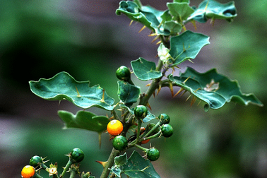 3 thảo dược hỗ trợ giải độc, làm mát gan