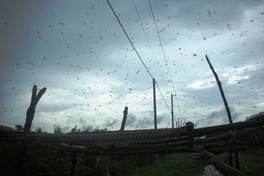 Phát hiện hàng chục ổ ấu trùng ruồi tại bãi rác Đa Phước