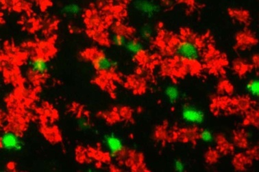 Chuột có thể đánh hơi được môi trường có oxy