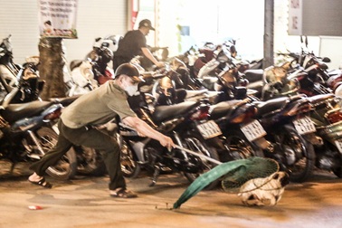 Cận cảnh một buổi làm việc của tổ săn bắt chó thả rông ở Hà Nội