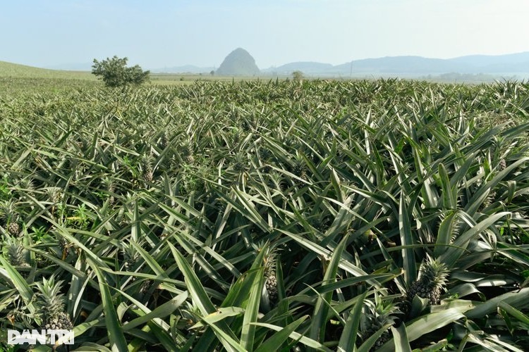 Rớt giá 30%, nông dân vẫn bỏ túi cả trăm triệu đồng từ cây dứa - 1 Rớt giá 30%, nông dân vẫn bỏ túi cả trăm triệu đồng từ cây dứa - 1