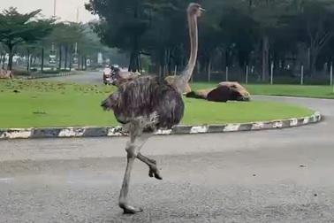 Đà điểu chạy trên đường ở TPHCM đã chết
