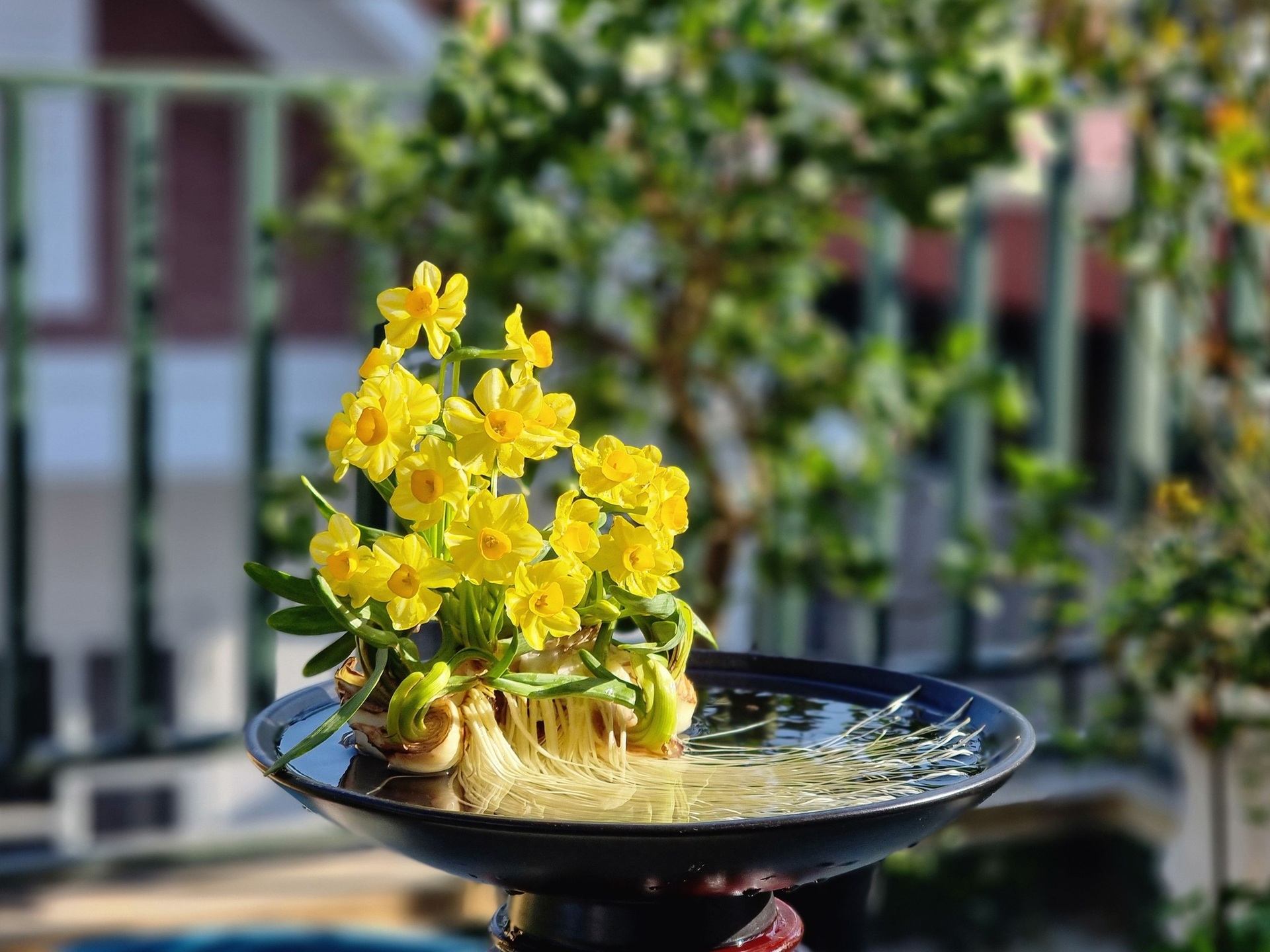 Kỳ công thú chơi hoa nhà giàu, canh thời gian nở đúng đêm giao thừa - 11