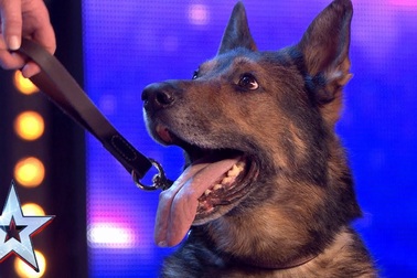 Người khó tính nhất cũng rơi nước mắt vì chú chó xả thân cứu chủ