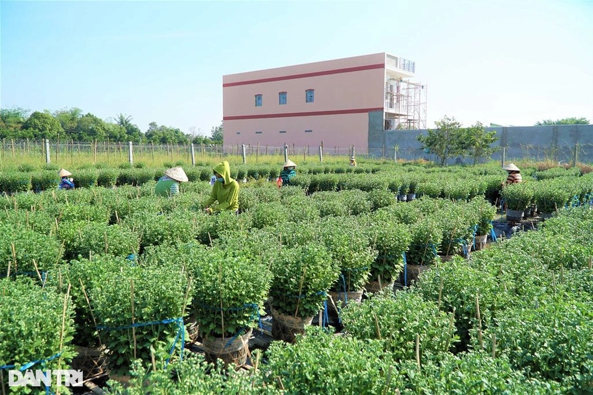 Thu nhập khá nhờ nghề tuyển hoa, lặt nụ mỗi năm chỉ có một lần - 4 Thu nhập khá nhờ nghề tuyển hoa, lặt nụ mỗi năm chỉ có một lần - 4