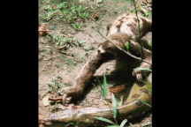 Cuộc chạm trán giữa con lười với trăn "khủng" và cái kết ít ai ngờ