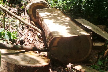 "Chảy máu" rừng đặc dụng trong khu bảo tồn thiên nhiên