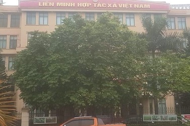 Công ty xuất khẩu lao động lập lờ sử dụng con dấu của Liên minh HTX Việt Nam