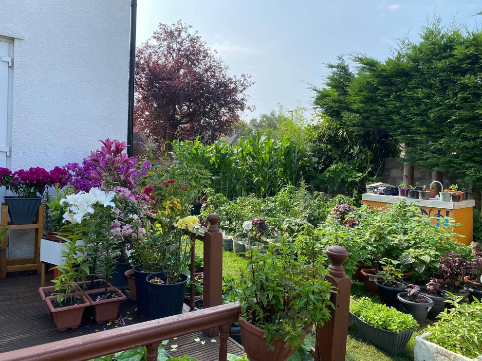 Những khu vườn sum suê rau, trái của các ông bố Việt ở trời Tây - 9 Những khu vườn sum suê rau, trái của các ông bố Việt ở trời Tây - 9