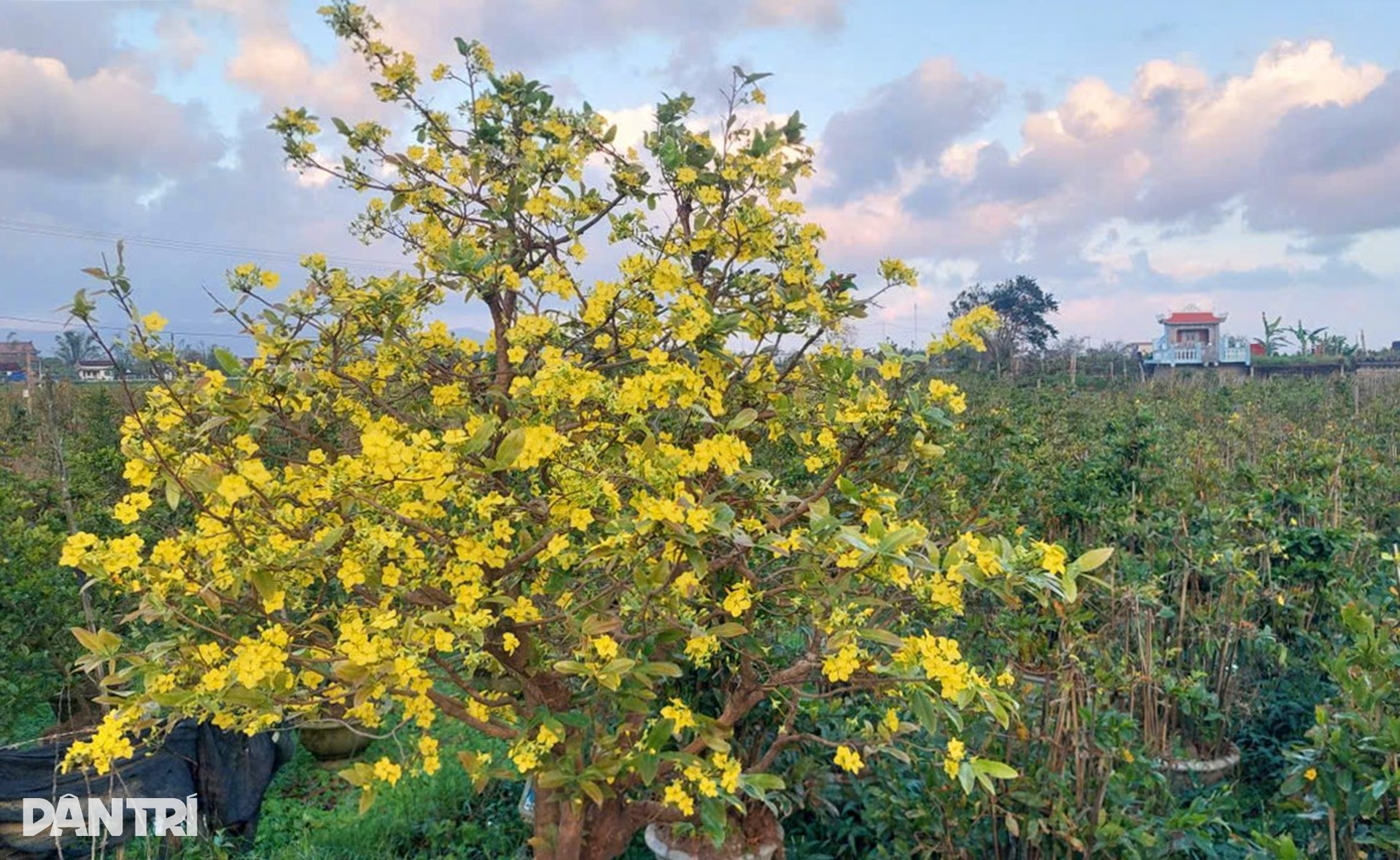 Nông dân điêu đứng vì mai Tết cười sau bão lũ dồn dập - 2 Nông dân điêu đứng vì mai Tết cười sau bão lũ dồn dập - 2
