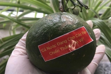 Nhân viên y tế Đà Nẵng xúc động nhận quả cam có lời nhắn nhủ “chờ trở về”