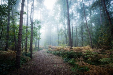 Bí ẩn “người lai hươu” với đôi mắt đỏ rực xuất hiện ở Anh