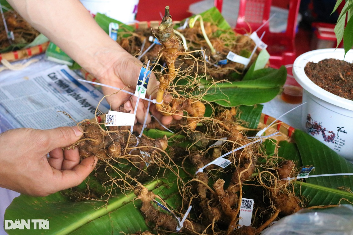 Nhộn nhịp phiên chợ ở thủ phủ sâm Ngọc Linh, thu về hơn 30 tỷ đồng - 2 Nhộn nhịp phiên chợ ở thủ phủ sâm Ngọc Linh, thu về hơn 30 tỷ đồng - 2