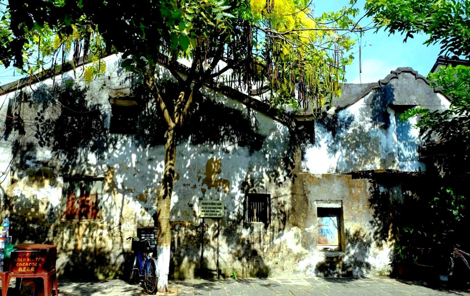Rực rỡ sắc hoa muồng hoàng yến ở phố cổ Hội An - 7 Rực rỡ sắc hoa muồng hoàng yến ở phố cổ Hội An - 7
