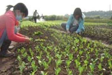 Bộ NN&PTNT vào cuộc thí nghiệm “thần dược rau xanh”