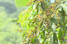 Hàng triệu con châu chấu tàn phá 10ha cây trồng trong một ngày đêm