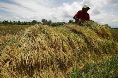 VN tham gia Nghị định thư về đối xử đặc biệt với gạo và đường