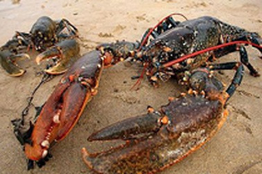 Càng cua dài gần nửa mét