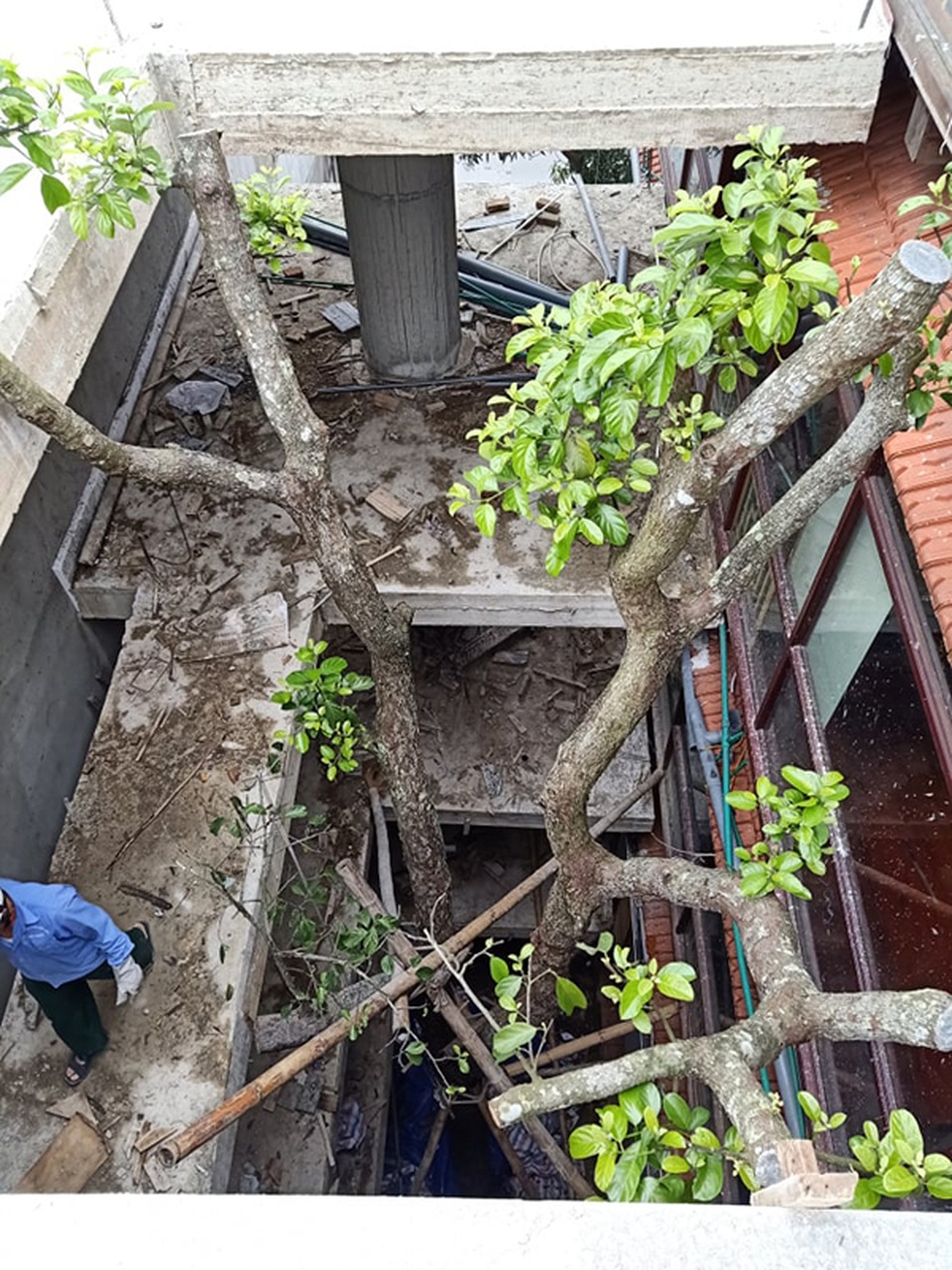 Chuỗi ngày không ngủ của ông chủ ngôi nhà gỗ 30 tỷ vừa tậu cặp cây khủng - 15 Chuỗi ngày không ngủ của ông chủ ngôi nhà gỗ 30 tỷ vừa tậu cặp cây khủng - 15