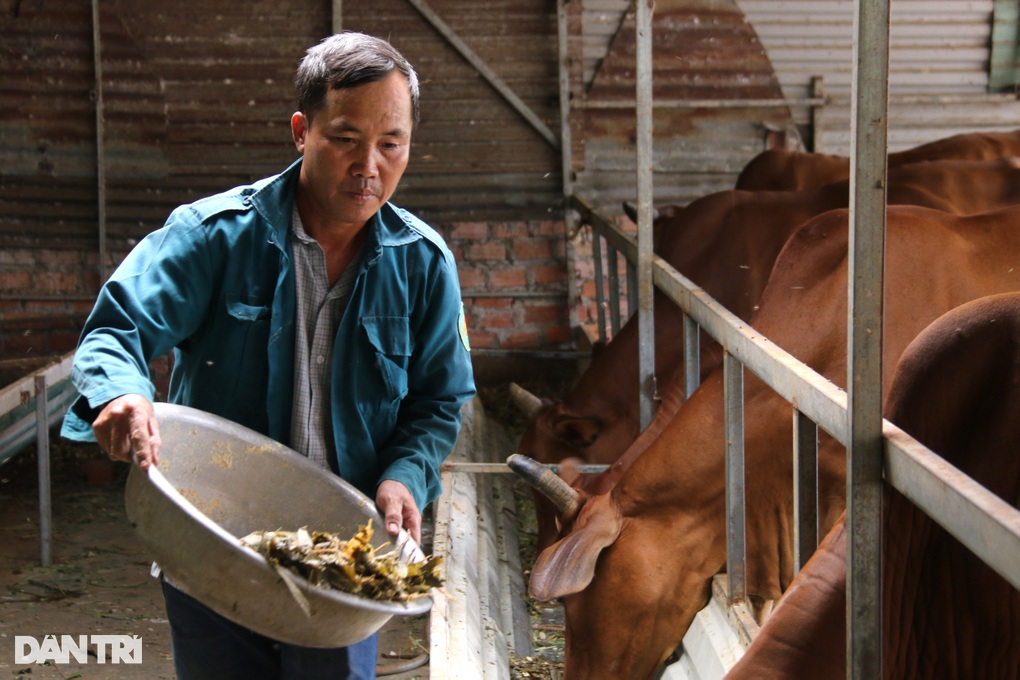 Fattening cows with discarded plants, the farmer earned 200 million VND - 2