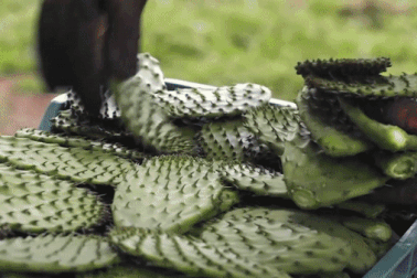 Đặc sản "vạn người mê" từ những cây xương rồng chi chít gai, nhìn phát sợ