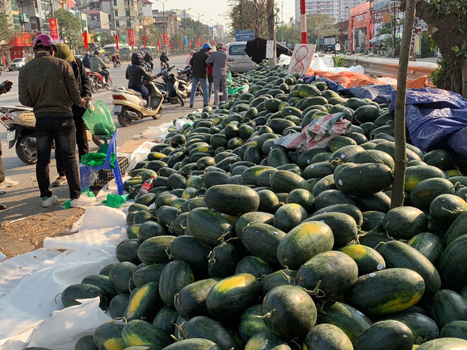 Thê thảm dưa hấu, ế dồn đống, 1.000 đồng/kg vừa bán vừa khóc - 2 Thê thảm dưa hấu, ế dồn đống, 1.000 đồng/kg vừa bán vừa khóc - 2
