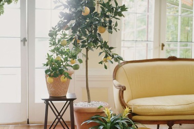 Mang vườn cây ăn quả vào nhà chỉ với vài bí quyết đơn giản