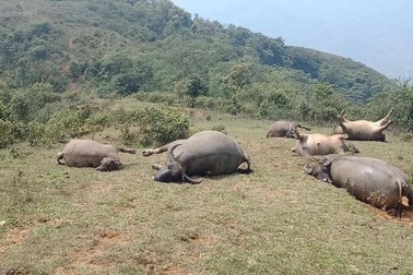 Đàn trâu 6 con bị sét đánh chết trên đồi
