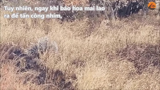 Bộ lông sắc nhọn giúp nhím thoát khỏi móng vuốt báo hoa mai