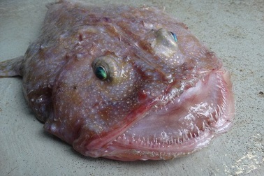 Phát hiện "quái vật biển" miệng rộng ở Úc