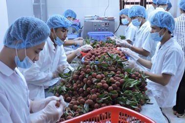 Vải thiều xuất đi Mỹ, Australia bị đội giá vì... dây chuyền chiếu xạ