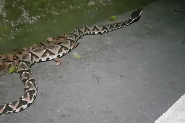 Cận cảnh một cá thể rắn lục mũi hếch cỡ lớn